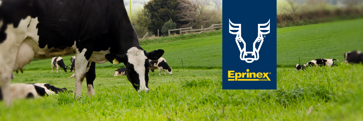 Eprinex's profile banner image