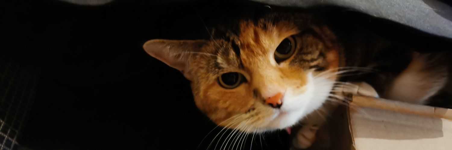 Ol' Rotgut Toadsmasha🏴‍☠️🎲🍻 banner