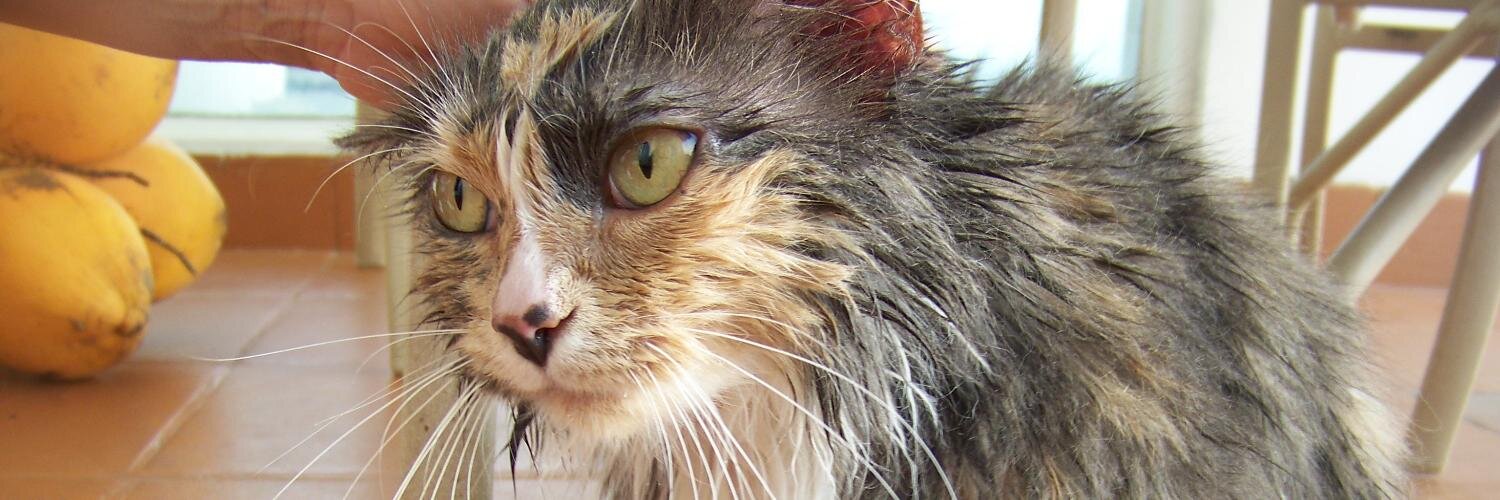 doc (run forrest, run!) banner