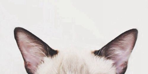 perssonsofia's profile banner image