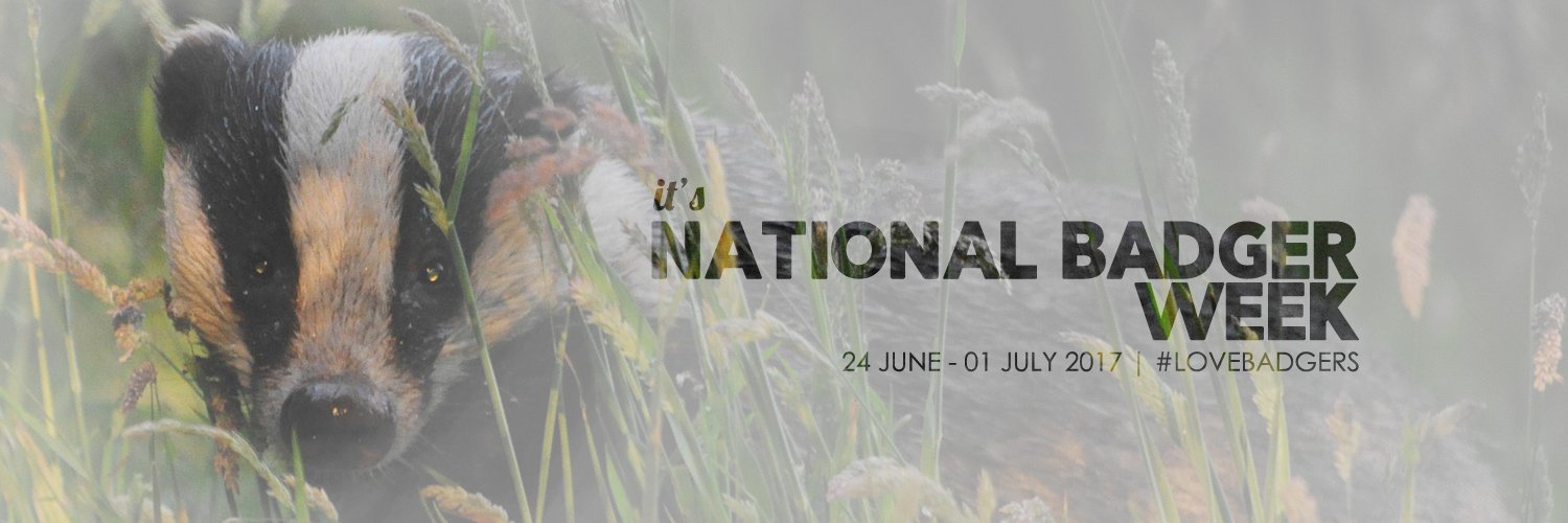 Nbadgerweek's profile banner image