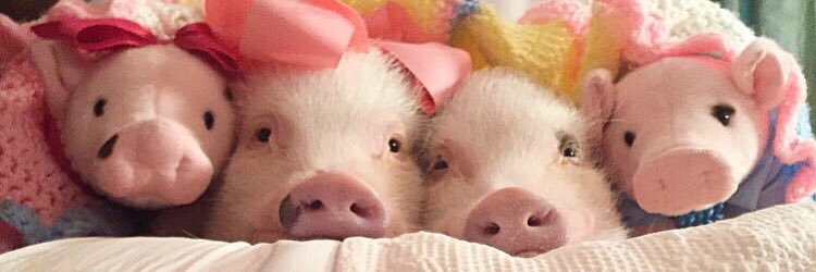 Prissy and Pop banner