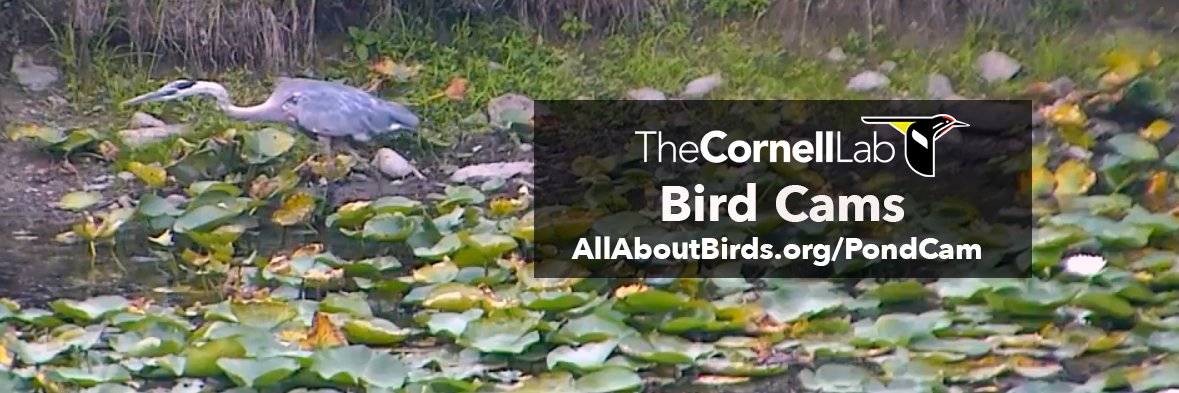 CornellPondCam's profile banner image