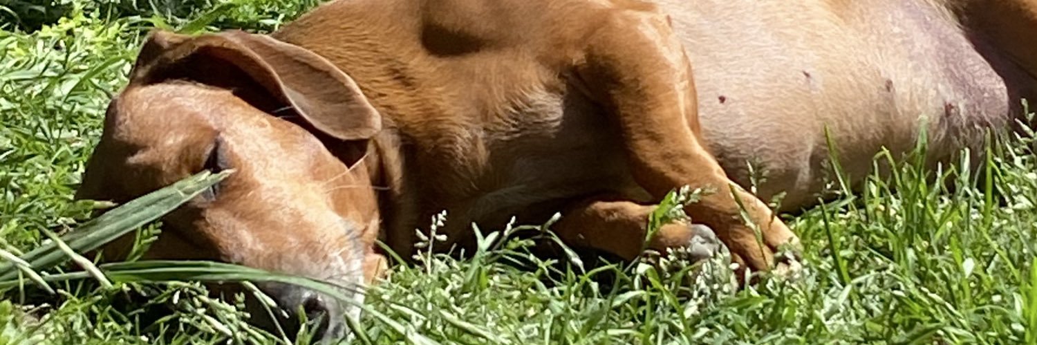 ManuFalconaro's profile banner image