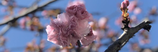 fifeeness Profile Banner