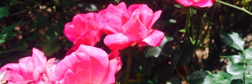 AcworthLiteracy's profile banner image