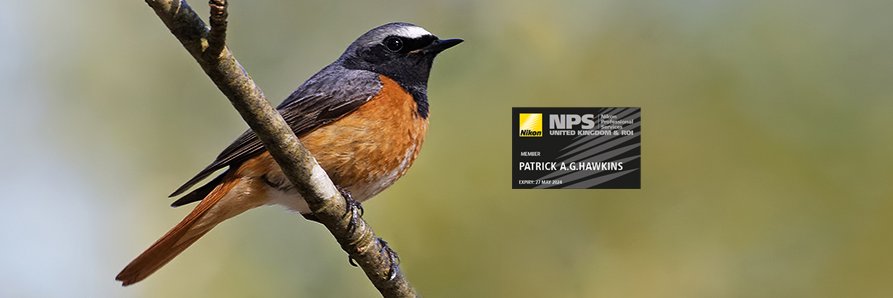 PATRICK a.g. HAWKINS banner