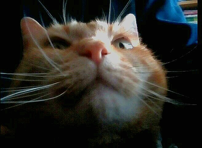 Transgender Conduit banner