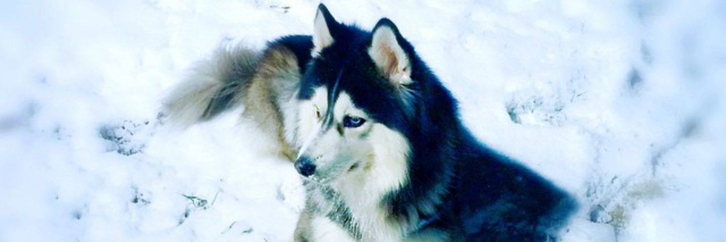 WolkahnCassius's profile banner image