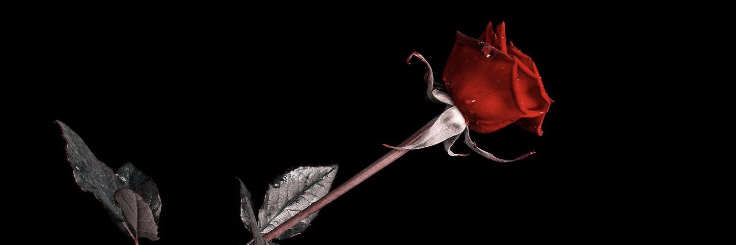 serrano_nelly's profile banner image