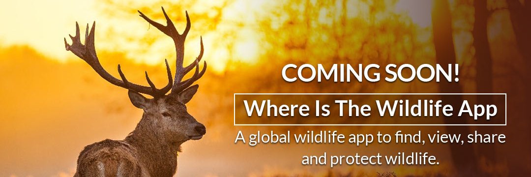 WWLapp's profile banner image