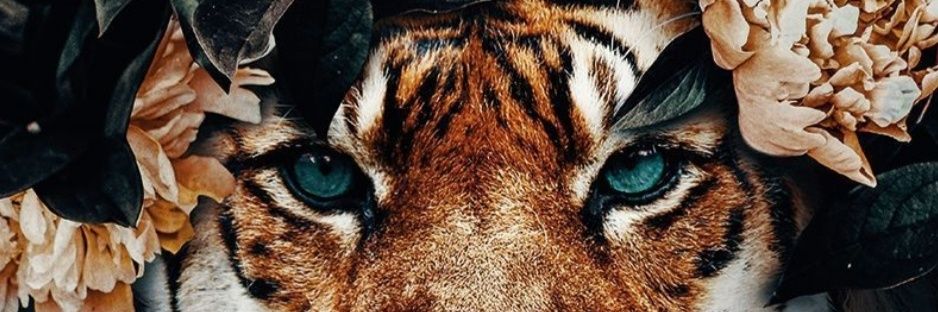 Hatice_1s's profile banner image