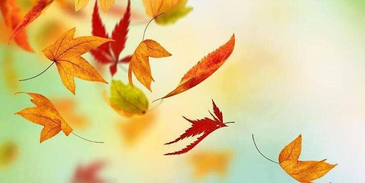 asilsarayli's profile banner image