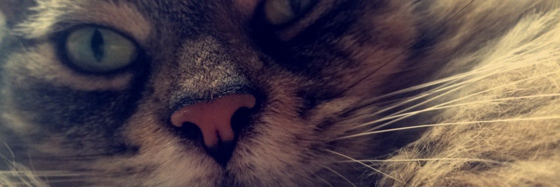 HaleyMaynard's profile banner image