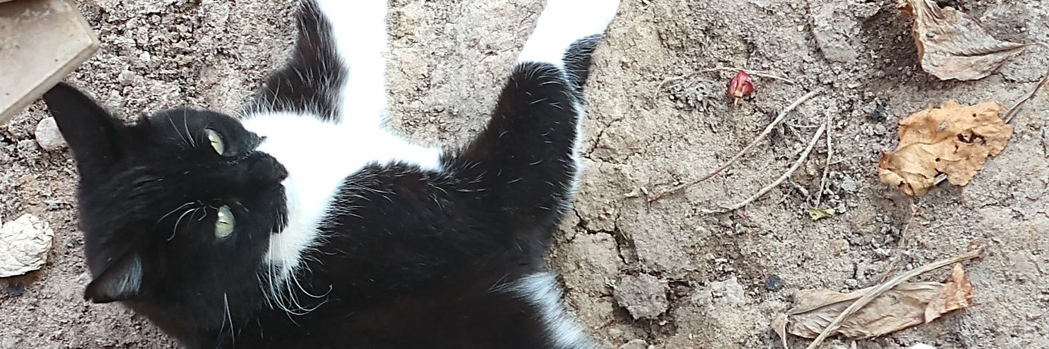 ErickRp31's profile banner image