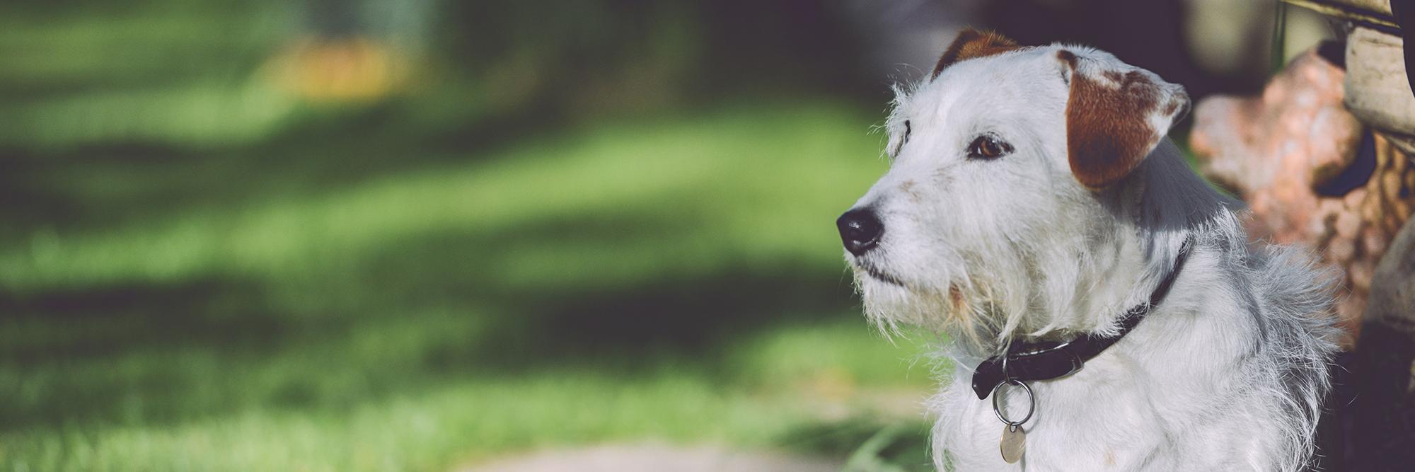 CrowdPets's profile banner image