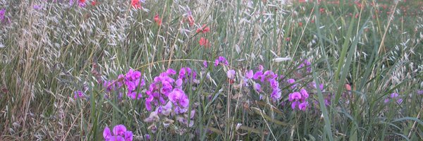 anna_translata Profile Banner