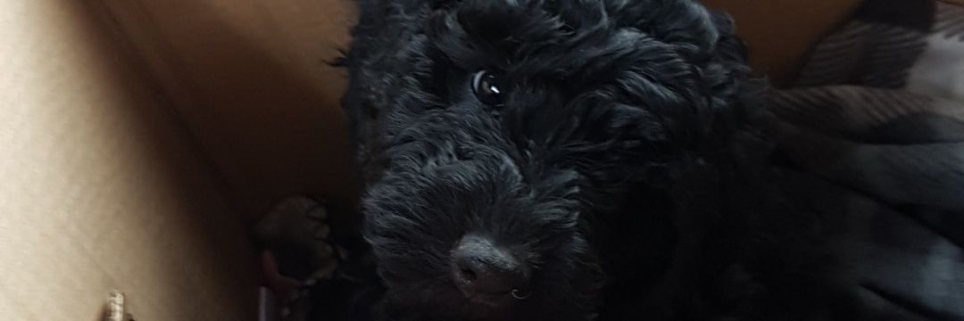 APessimistAsian's profile banner image