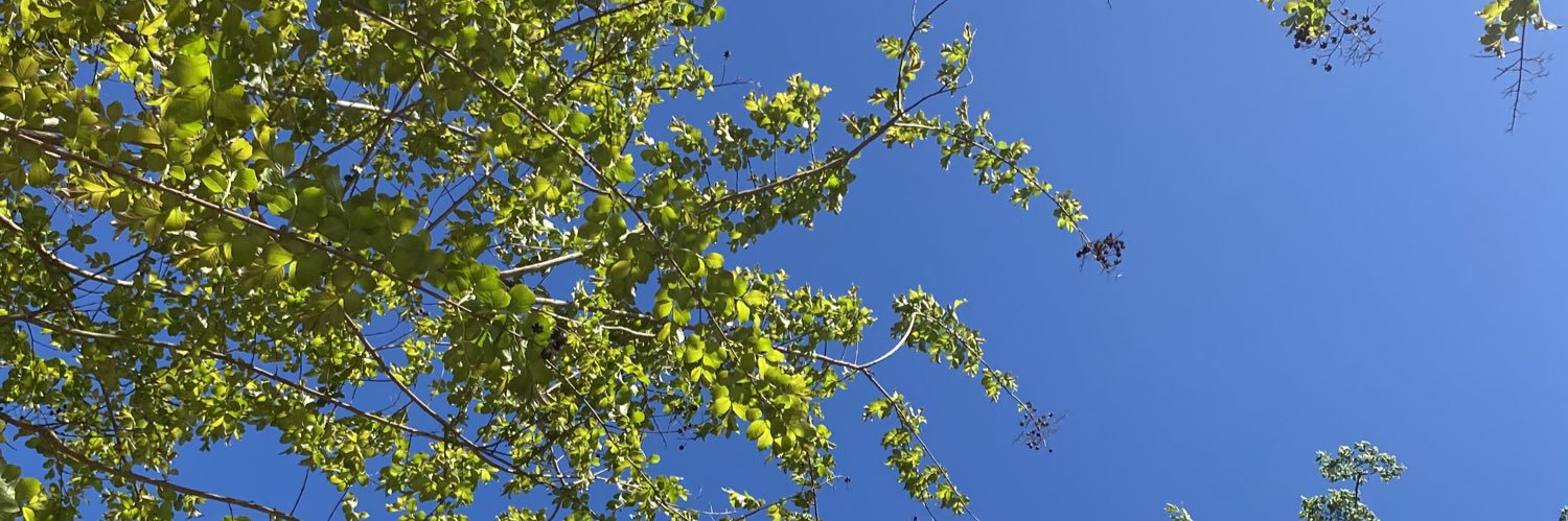 SWoodsTeacher's profile banner image