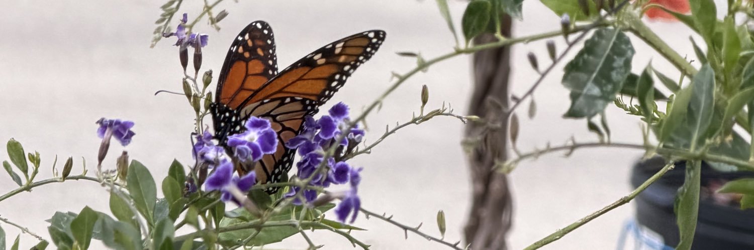 🌺💙 Jen 💙🌺 banner