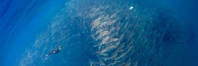 Ellie Simmonds banner