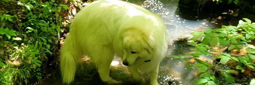 HenryThePyr's profile banner image