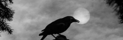 HeinerNicholas's profile banner image