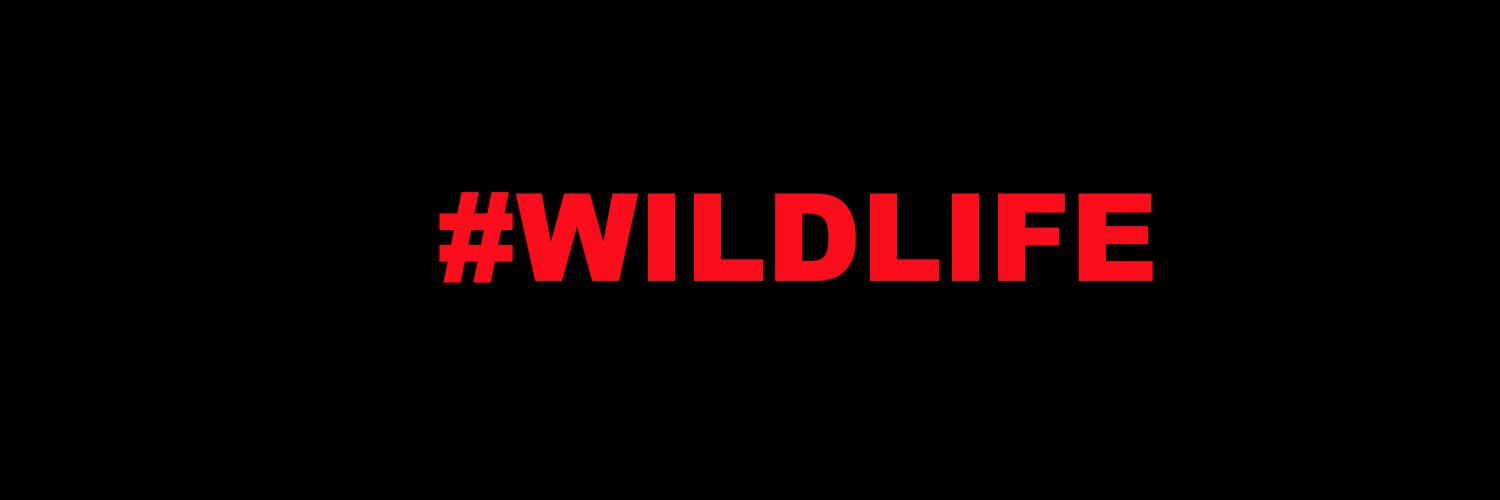 wildfellaz's profile banner image