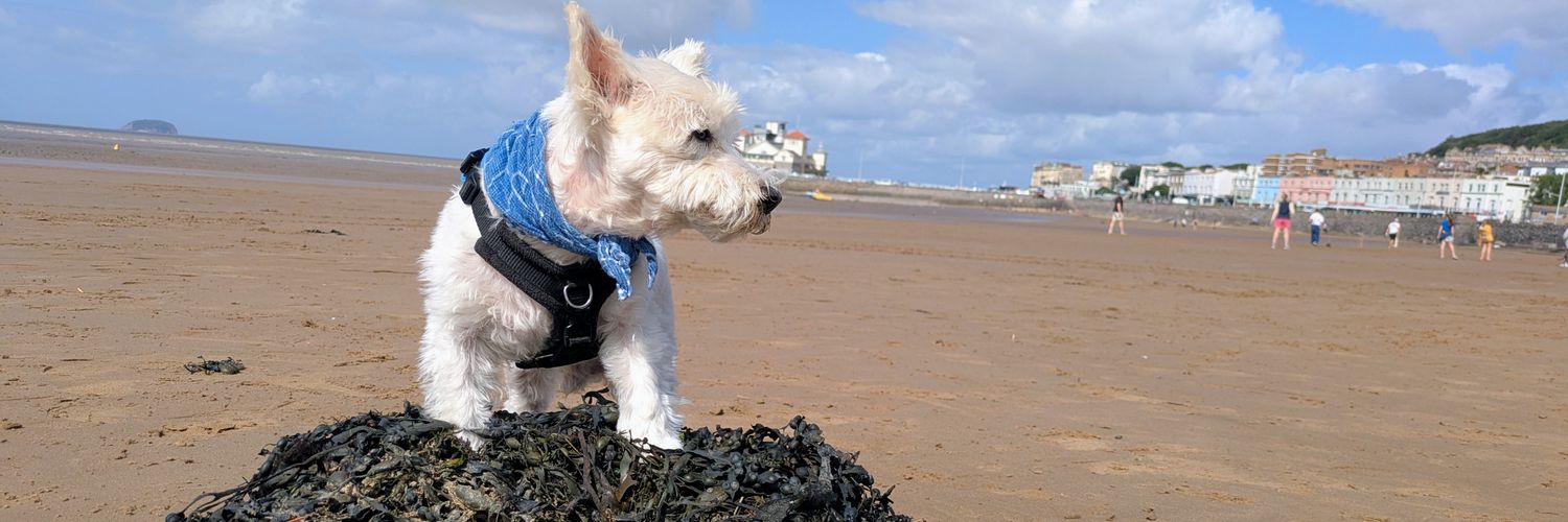 Dr Benjamin Saunders banner