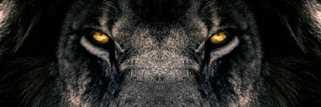 lionfavo's profile banner image