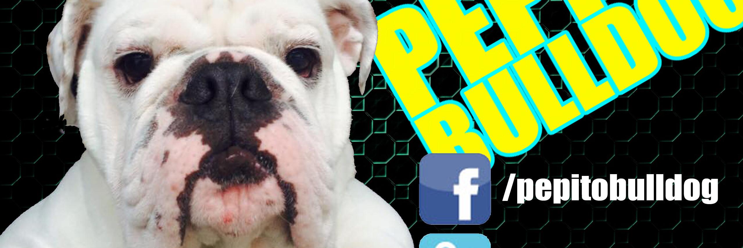 pepitobulldog's profile banner image
