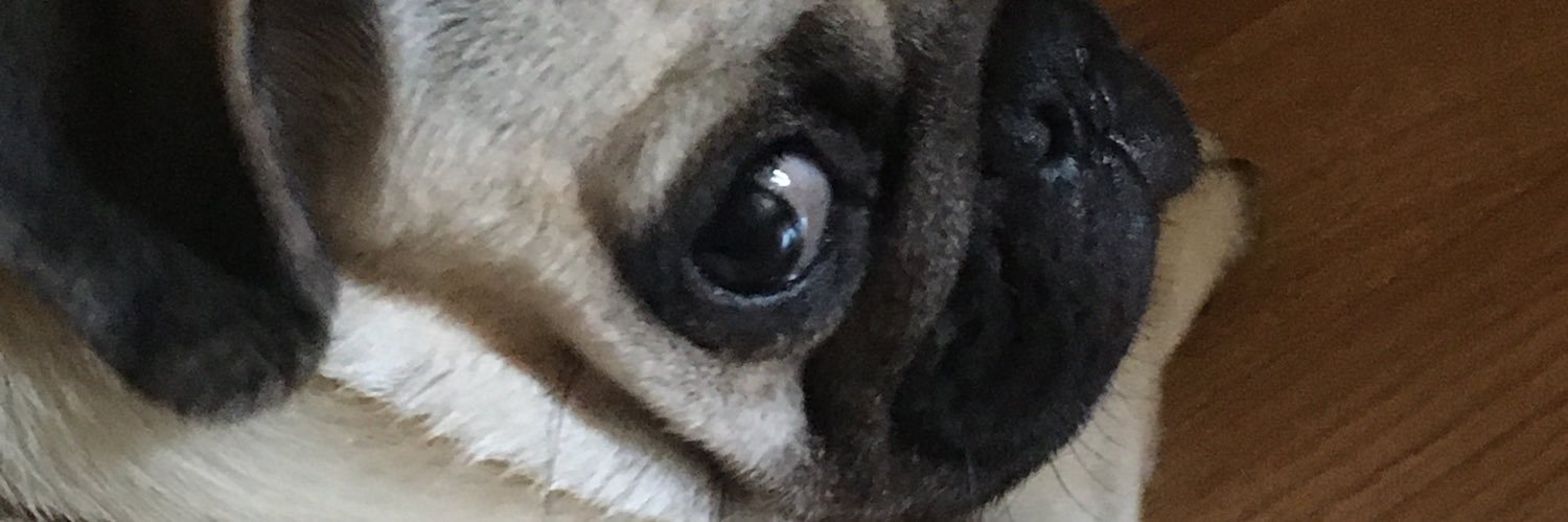 Sultan_Pug's profile banner image