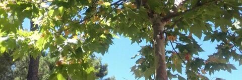 MarijeDroy's profile banner image