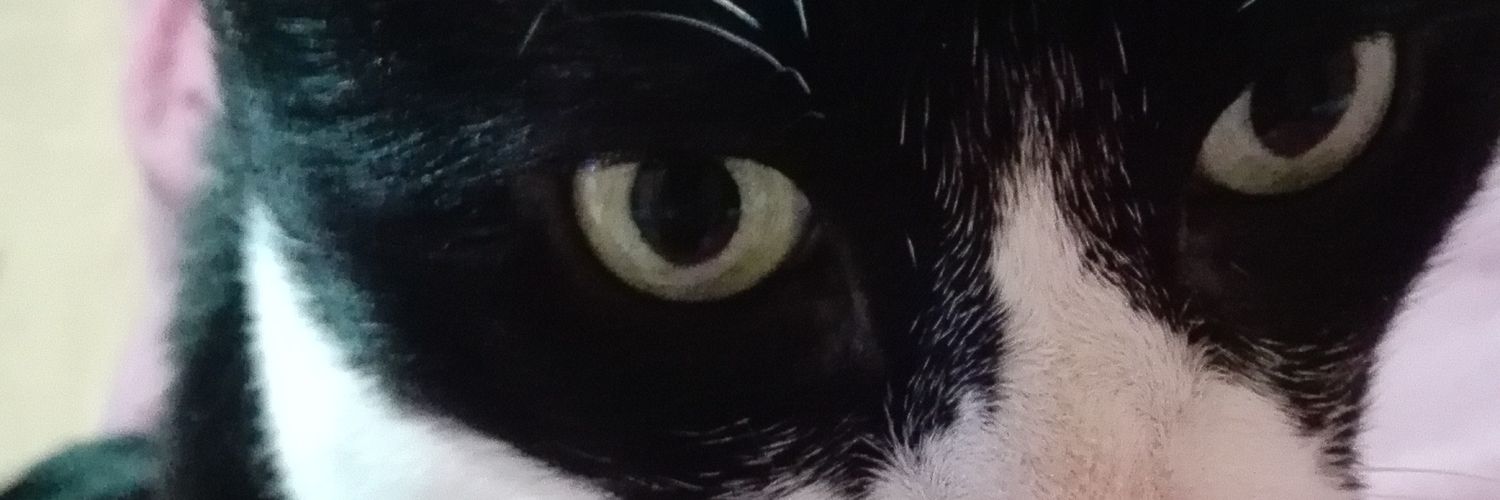 AzucenaCamb's profile banner image