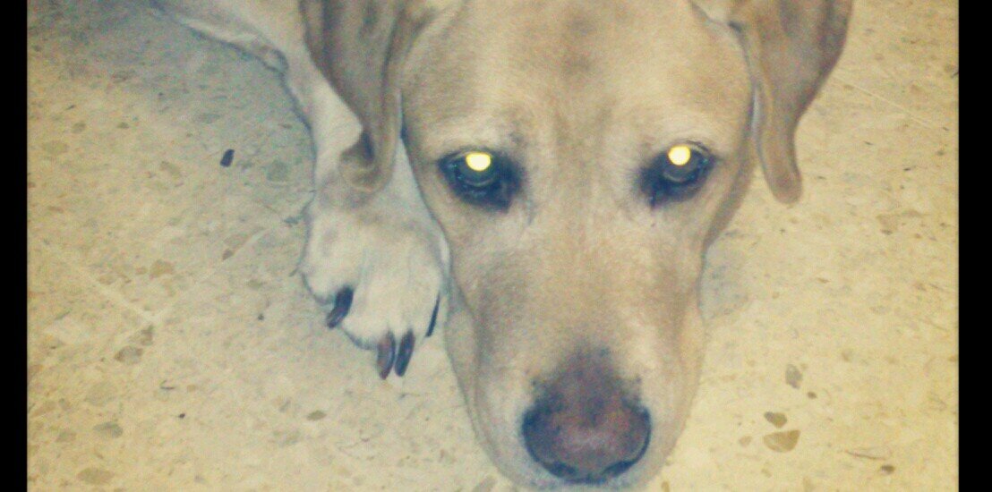 Reyes banner