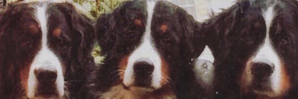 TrevorAMcCarthy Profile Banner