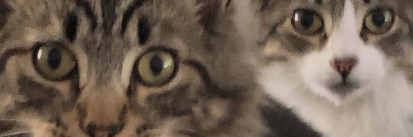 Blue Crew Sue 🟧 🟦🇺🇸🕊️🇺🇦🌻❤️🚫DM’s banner