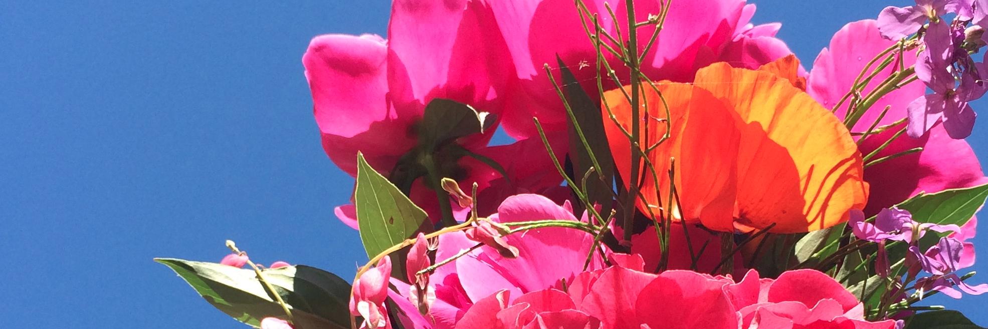EmilyAntflick's profile banner image