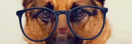 EternaBear's profile banner image