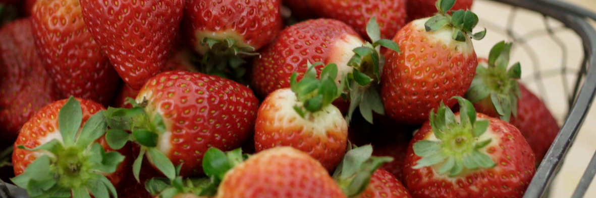 The Intolerant Cooks banner