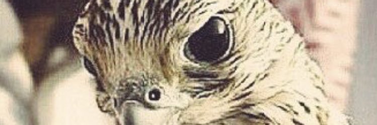 f_alroqi's profile banner image
