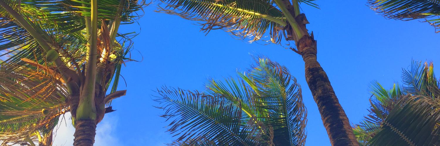 RiceSurvivor's profile banner image