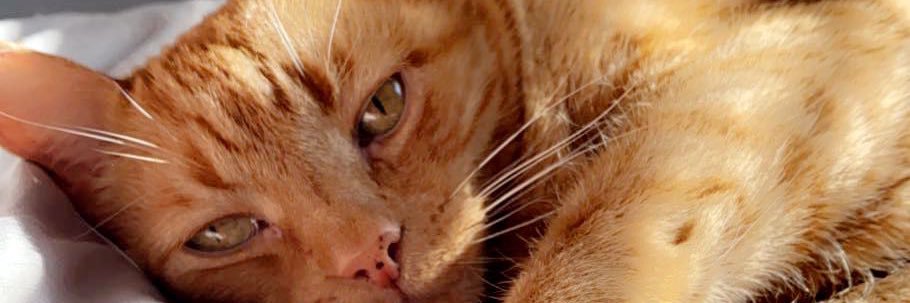 hannahwebner_'s profile banner image