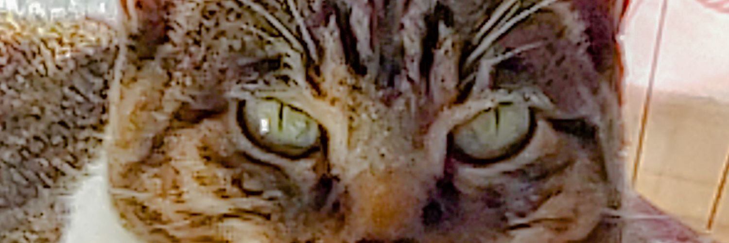 1966willy's profile banner image