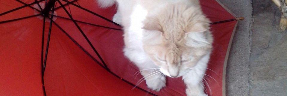 Gato Cholo banner