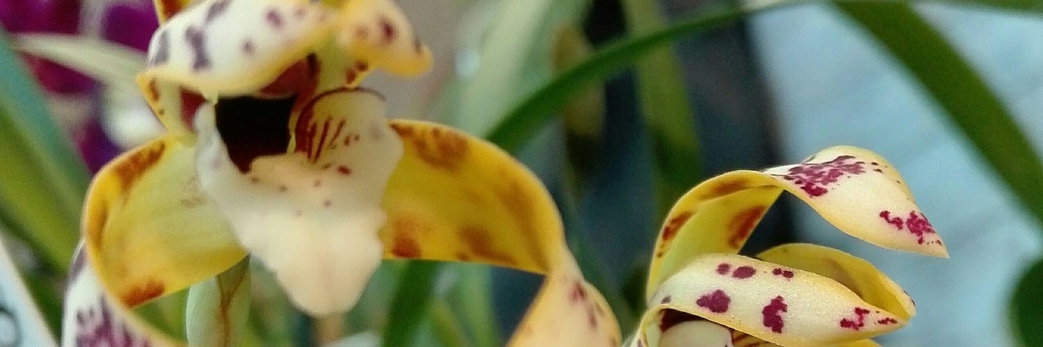 labelrouge's profile banner image