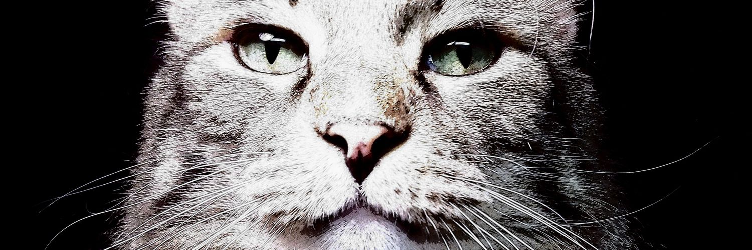 Fahhdel's profile banner image