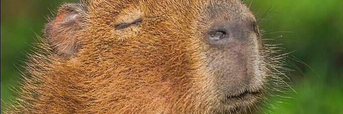 TheToeMonkey's profile banner image