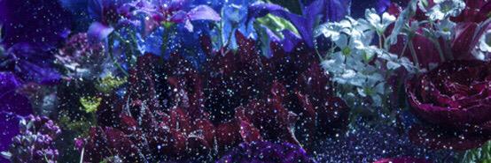 Nanami_Aimer's profile banner image