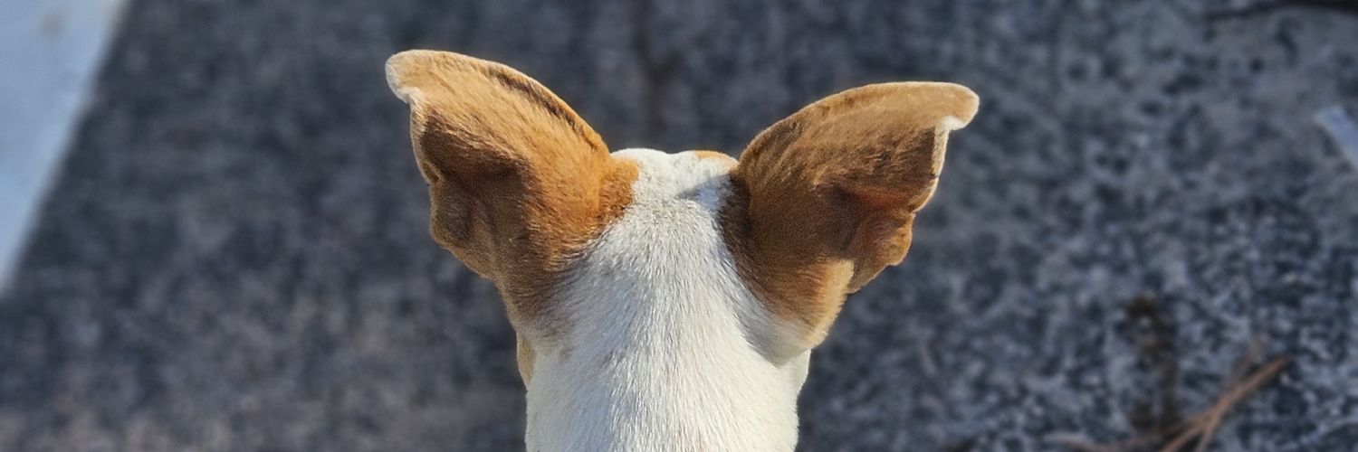 Heitoords's profile banner image
